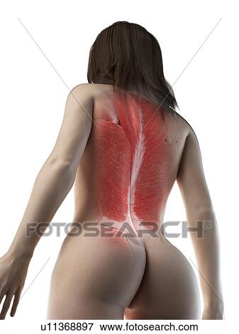 Stock Photo - Female back muscles, illustration. Fotosearch