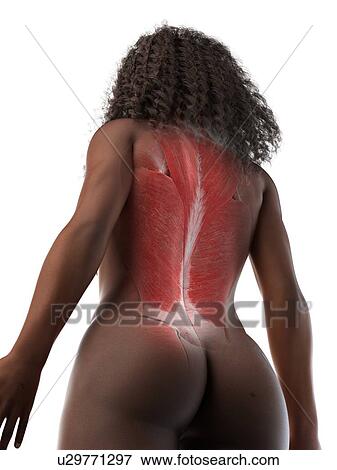 Stock Photo - Female back muscles, illustration. Fotosearch