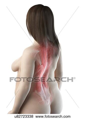 Stock Photo - Female back muscles, illustration. Fotosearch