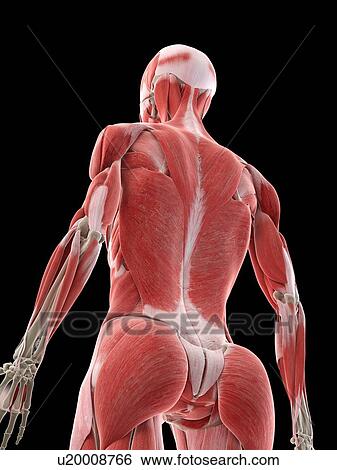 Female back muscles, illustration View Large Photo Image Stock Photograph - Female back muscles, illustration. Fotosearch