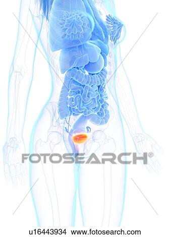 Picture - Female bladder, illustration. Fotosearch
