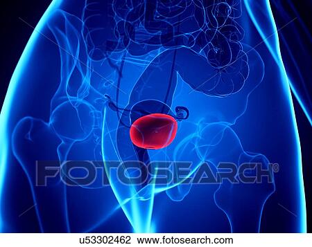 Female bladder, illustration View Large Photo Image Stock Image - Female bladder, illustration. Fotosearch