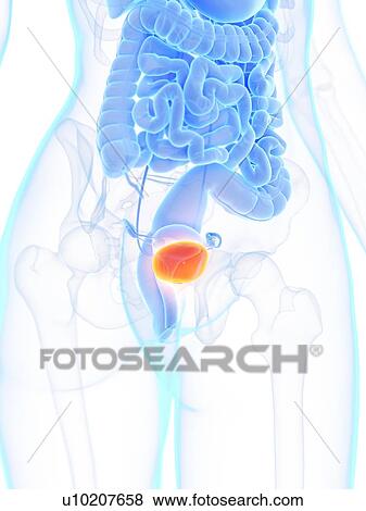 Stock Photo - Female bladder, illustration. Fotosearch