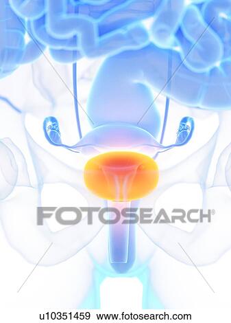 Stock Photo - Female bladder, illustration. Fotosearch