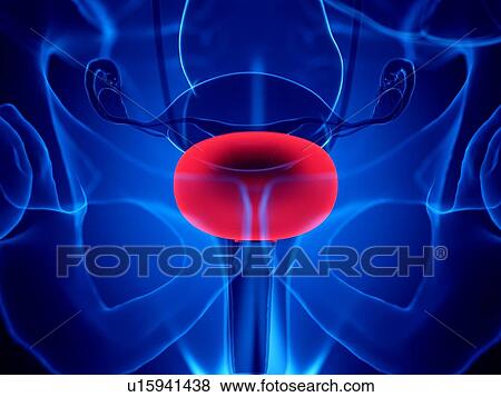 Female bladder, illustration View Large Photo Image Stock Photo - Female bladder, illustration. Fotosearch