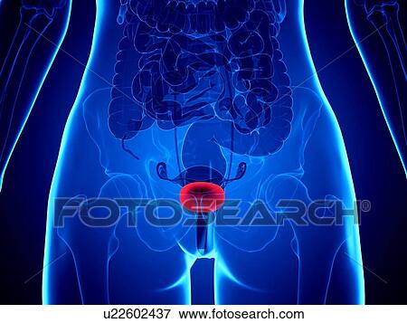 Stock Photo - Female bladder, illustration. Fotosearch