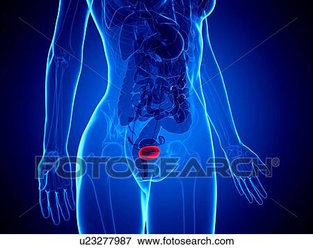 Female bladder, illustration View Large Photo Image Stock Photo - Female bladder, illustration. Fotosearch