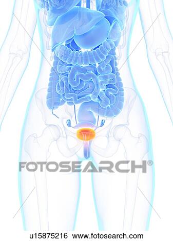 Female bladder, illustration View Large Photo Image Stock Photograph - Female bladder, illustration. Fotosearch