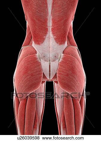 Stock Photo - Female buttock muscles, illustration. Fotosearch