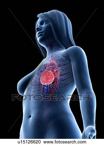 Female cardiovascular system, illustration View Large Photo Image Stock Image - Female cardiovascular system, illustration. Fotosearch