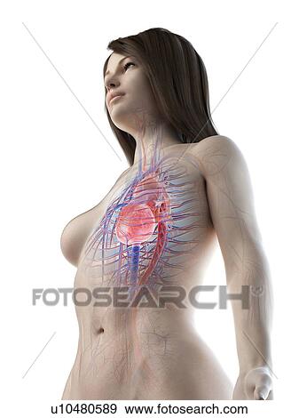 Stock Photo - Female cardiovascular system, illustration. Fotosearch