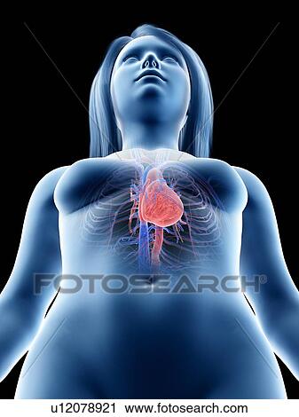 Stock Image - Female heart anatomy, illustration. Fotosearch
