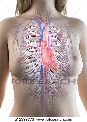 Stock Image - Female heart anatomy, illustration. Fotosearch