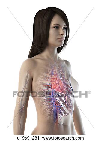 Stock Image - Female heart anatomy, illustration. Fotosearch