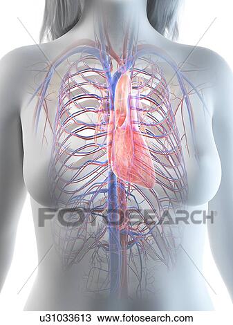Female heart anatomy, illustration View Large Photo Image Stock Image - Female heart anatomy, illustration. Fotosearch