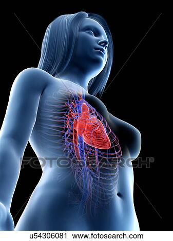 Stock Image - Female heart anatomy, illustration. Fotosearch