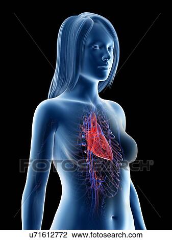 Stock Image - Female heart anatomy, illustration. Fotosearch