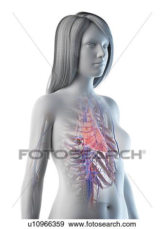 Stock Photo - Female heart anatomy, illustration. Fotosearch