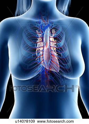 Stock Photo - Female heart anatomy, illustration. Fotosearch