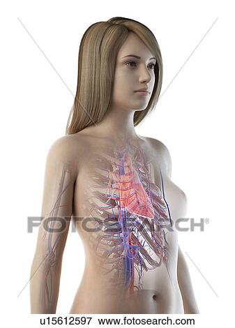 Stock Photo - Female heart anatomy, illustration. Fotosearch