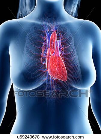 Stock Photo - Female heart anatomy, illustration. Fotosearch