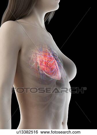 Female heart anatomy, illustration View Large Photo Image Stock Photograph - Female heart anatomy, illustration. Fotosearch