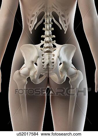 Female hip bone, illustration View Large Photo Image Picture - Female hip bone, illustration. Fotosearch