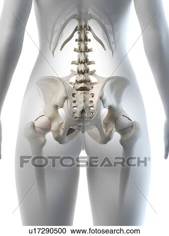 Female hip bone, illustration View Large Photo Image Stock Image - Female hip bone, illustration. Fotosearch