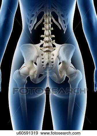 Female hip bone, illustration View Large Photo Image Stock Photo - Female hip bone, illustration. Fotosearch