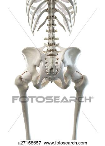 Stock Photo - Female hip bones, illustration. Fotosearch