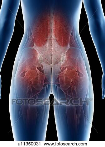 Female hip muscles, illustration View Large Photo Image Stock Image - Female hip muscles, illustration. Fotosearch