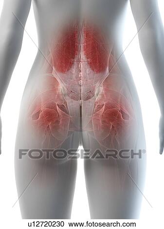 Female hip muscles, illustration View Large Photo Image Stock Image - Female hip muscles, illustration. Fotosearch