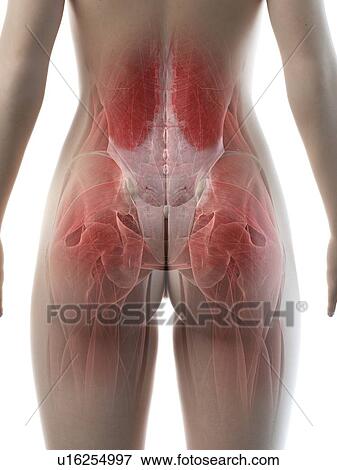 Stock Photo - Female hip muscles, illustration. Fotosearch
