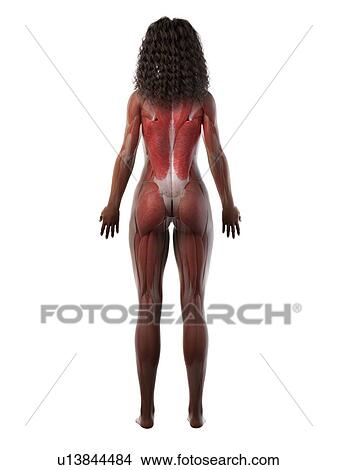 Female musculature, illustration View Large Photo Image Picture - Female musculature, illustration. Fotosearch