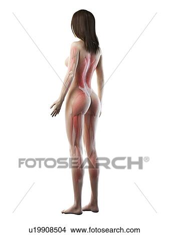Picture - Female musculature, illustration. Fotosearch