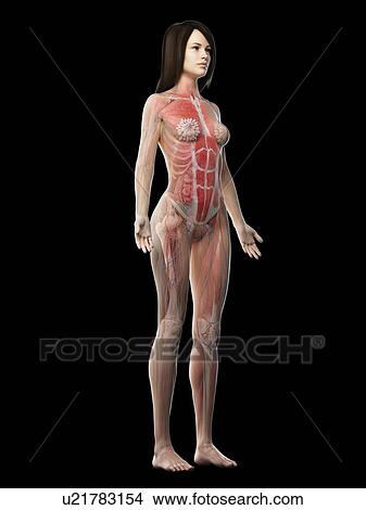 Picture - Female musculature, illustration. Fotosearch