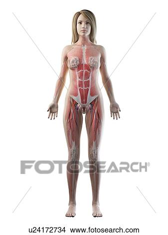 Picture - Female musculature, illustration. Fotosearch