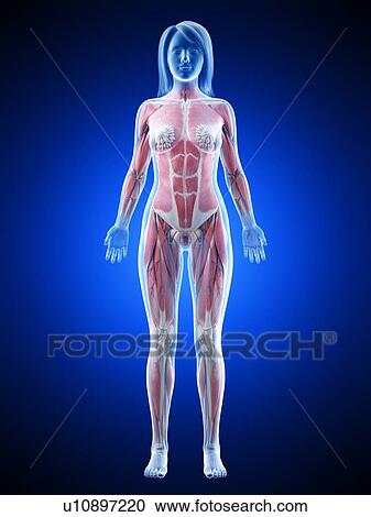 Stock Image - Female musculature, illustration. Fotosearch