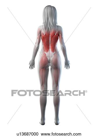 Stock Image - Female musculature, illustration. Fotosearch
