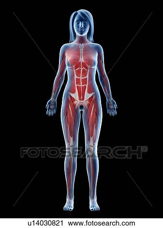 Stock Image - Female musculature, illustration. Fotosearch
