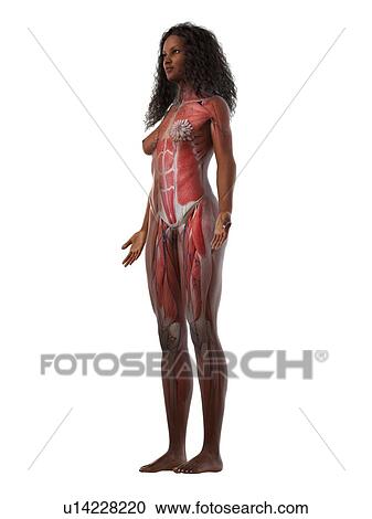 Stock Image - Female musculature, illustration. Fotosearch