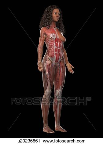 Female musculature, illustration View Large Photo Image Stock Image - Female musculature, illustration. Fotosearch