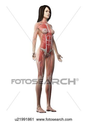 Female musculature, illustration View Large Photo Image Stock Image - Female musculature, illustration. Fotosearch