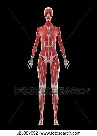 Stock Image - Female musculature, illustration. Fotosearch