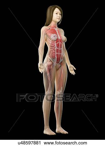 Stock Image - Female musculature, illustration. Fotosearch