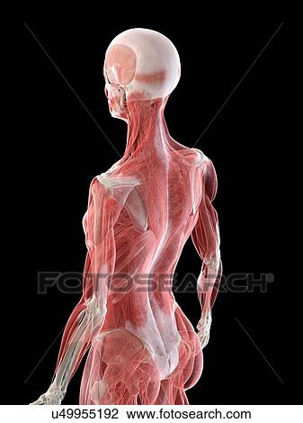 Stock Image - Female musculature, illustration. Fotosearch