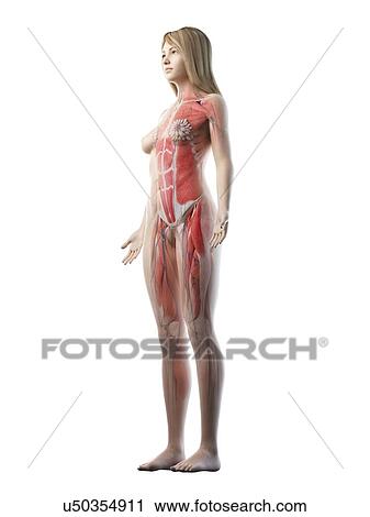 Female musculature, illustration View Large Photo Image Stock Image - Female musculature, illustration. Fotosearch