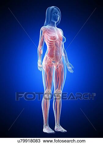 Stock Image - Female musculature, illustration. Fotosearch