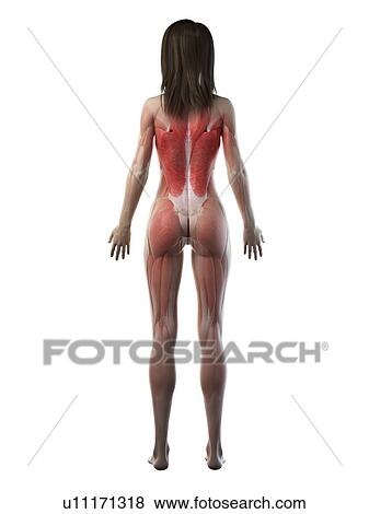 Stock Photo - Female musculature, illustration. Fotosearch