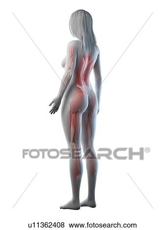 Female musculature, illustration View Large Photo Image Stock Photo - Female musculature, illustration. Fotosearch